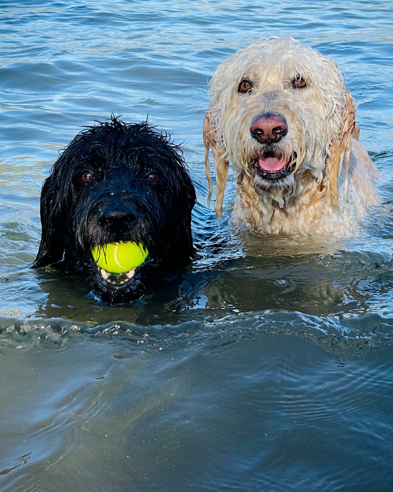 Sydney and Cooper, two labradoodles, swimming and playing fetch — the dogs that inspired Ball Capsule and LA SYD.